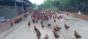 Nông dân Tam Thăng nuôi gà trống cúng và lấy thịt phục vụ thị trường tết nguyên đán Giáp Thìn -2024