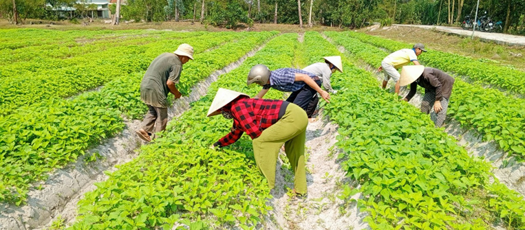 Một số điểm mới của Luật Đất đai năm 2024 và việc xây dựng, hoàn thiện văn bản dưới luật, nâng cao hiệu quả tổ chức thi hành luật *