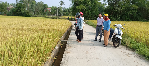 Đoàn  kiểm tra sản xuất và đánh giá năng suất các tại cánh đồng.